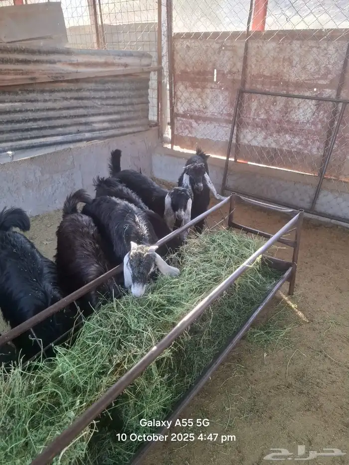 تيوس عوارض 3