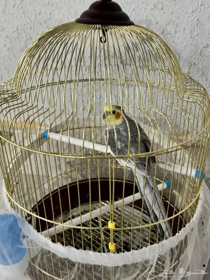 كروان ذكر 4