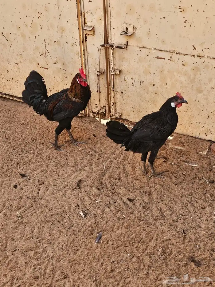 دجاج عربي البعض منها يبيض 3