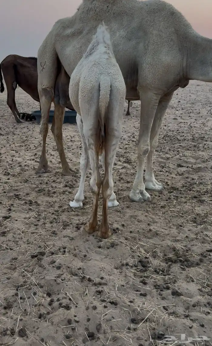 قعود فل الفل سمين تم البيع 2