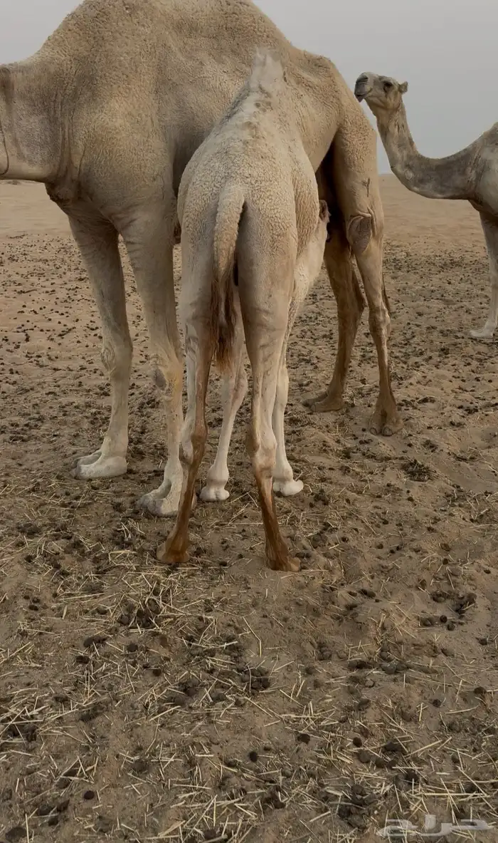 قعود فل الفل سمين تم البيع 1