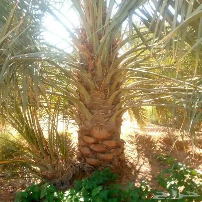 مقاول قلع وتوريد جميع انواع النخيل ولاشجار 1