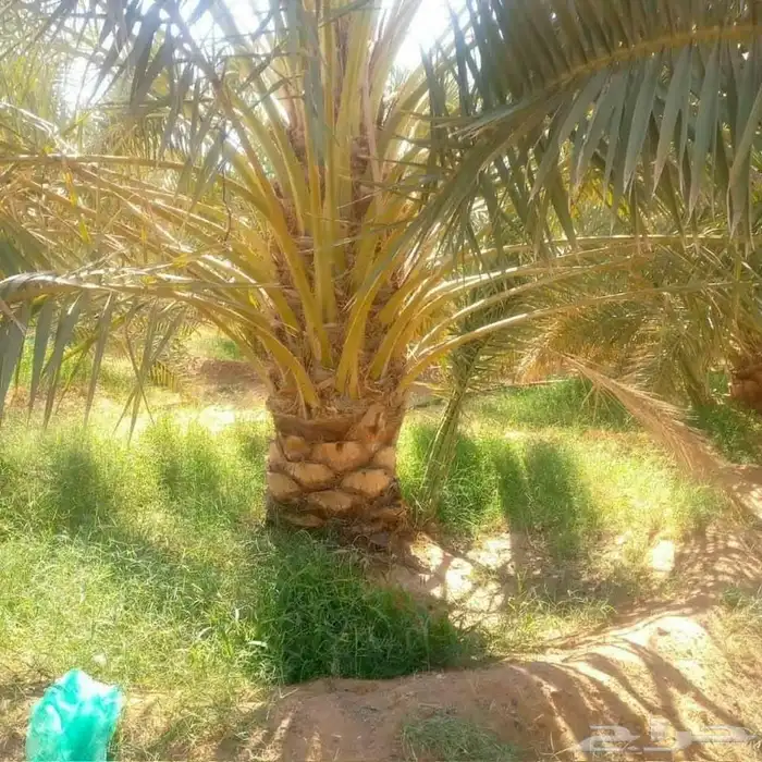 مقاول قلع وتوريد جميع انواع النخيل ولاشجار 3