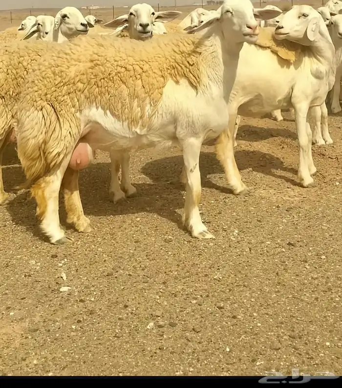 غنم حريات 0