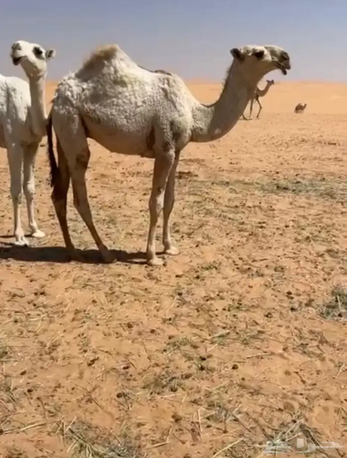 قعود اشقح كفوو على ولد الحاكم 0