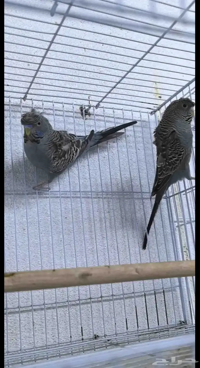 جوز بلاك فيس رمادي 2