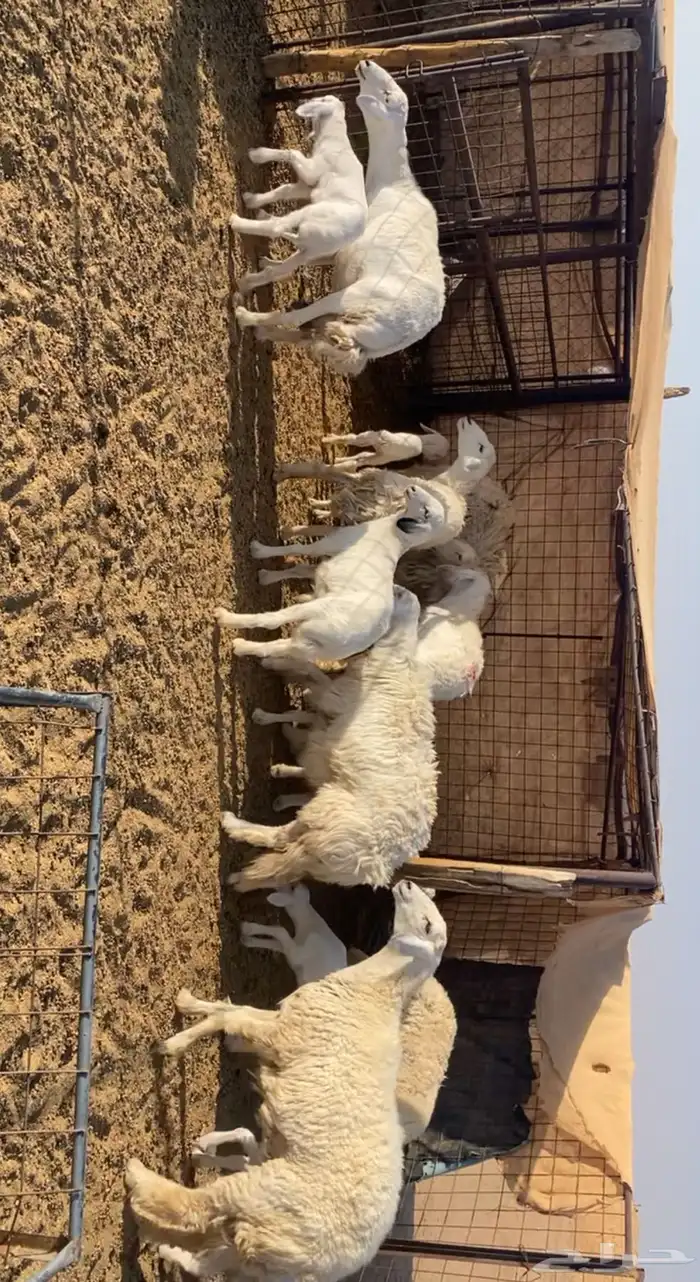 رخال حريات خلفات 7