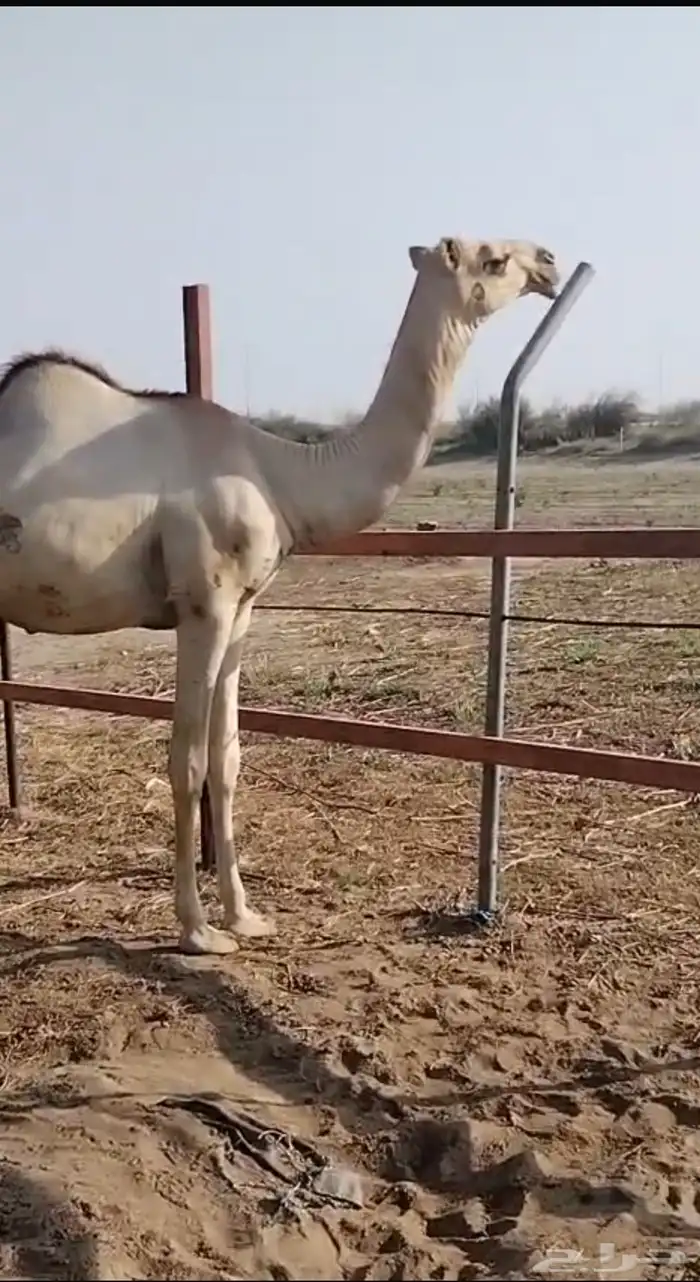 بكره اركه اصيله وفاخره 1