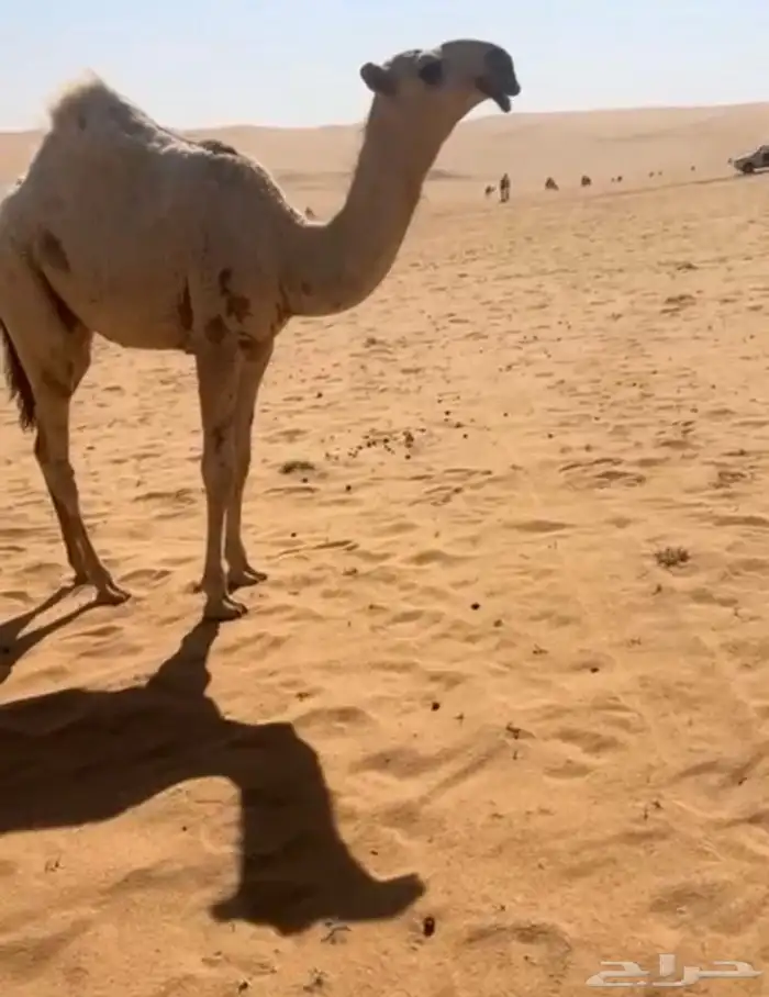 قعود اشقح كفوو على ولد الحاكم 2