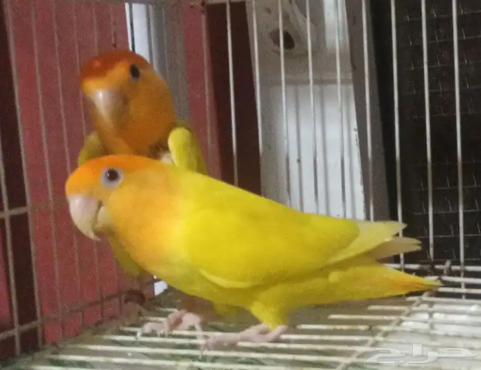 زوج روز منتج 0