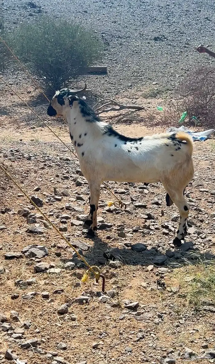 تيس بيشي كفو 1