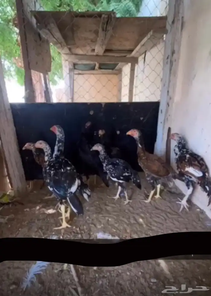 دجاج سندي بيور فاخر 32