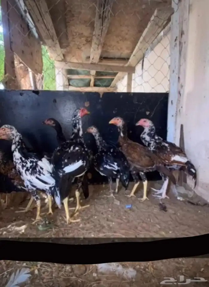دجاج سندي بيور فاخر 33