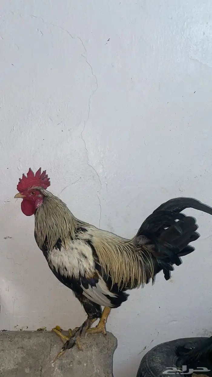 ديك بلدي حار 2