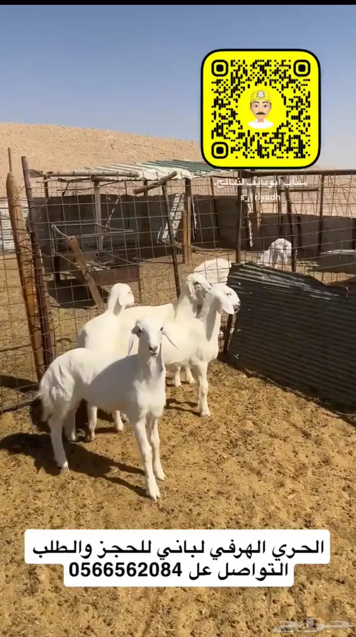 ذبايح ذبيحه نعيم هرفي جبر نعيمي وسط حري هرافي حريات لباني. 12