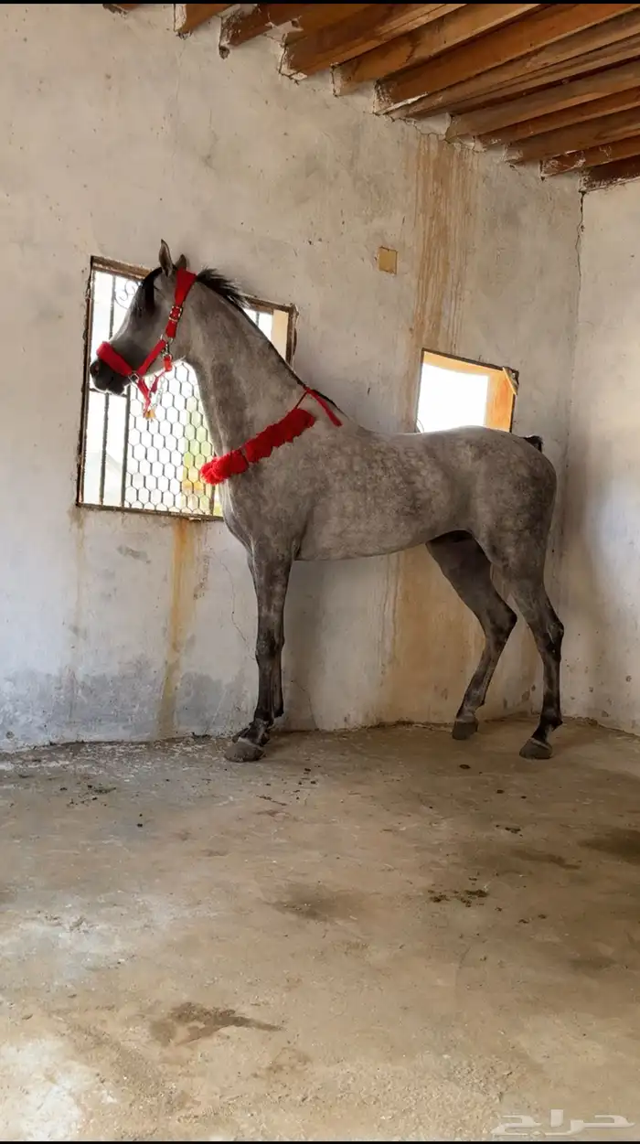 حصان واهو طرب 1