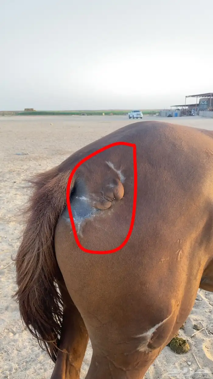 خيل شعبي 9