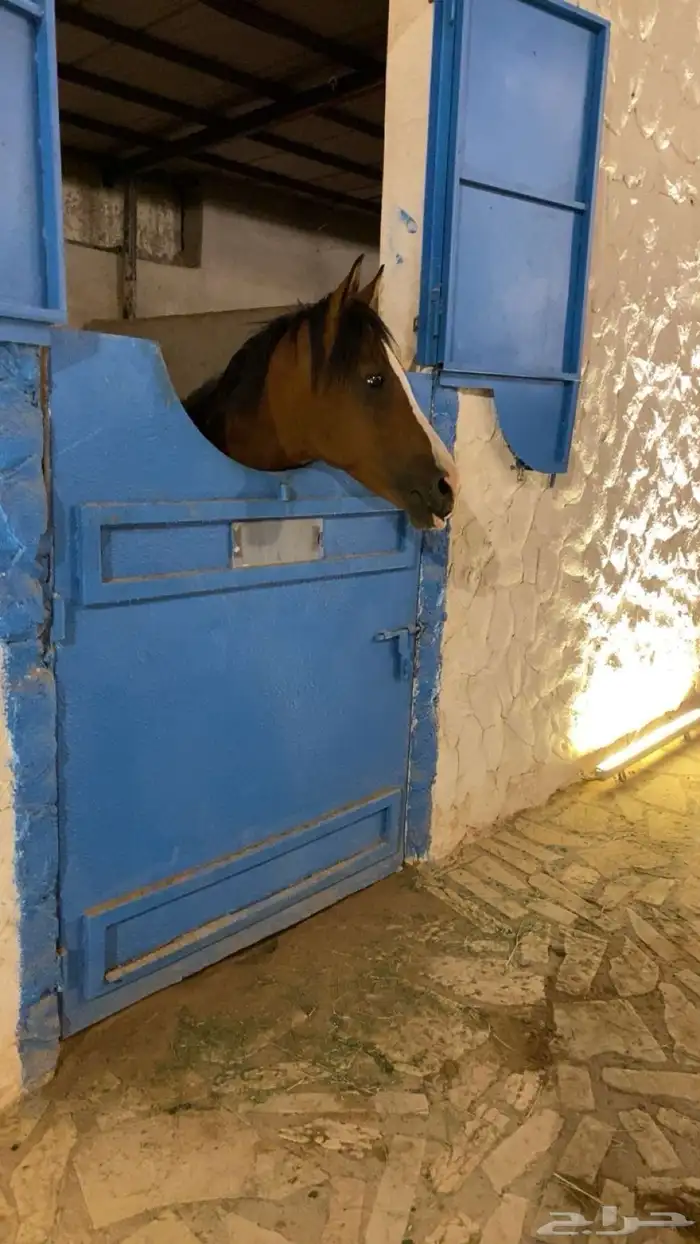 حصان شعبي فحل جزيري 7