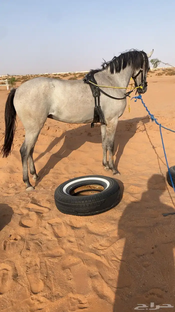 مهره فاخره 2