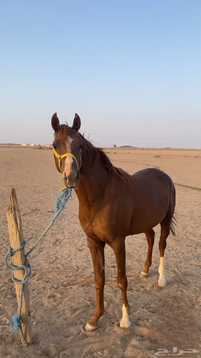 خيل شعبي 1