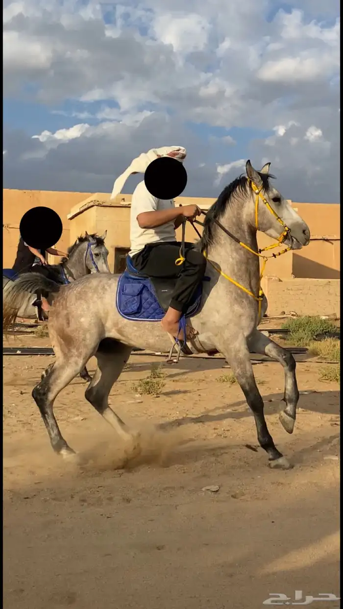 حصان جزيري شعبي ل البيع 3