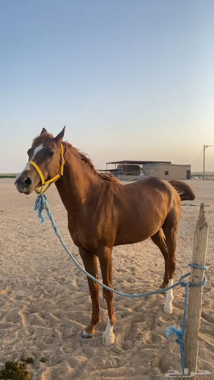 خيل شعبي 7