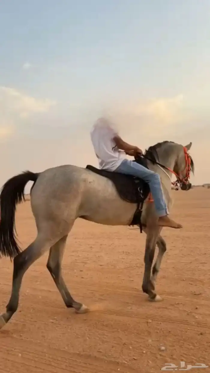مهره فاخره 0
