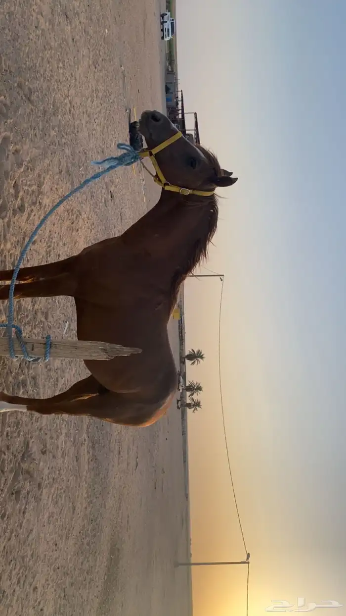 خيل شعبي 4