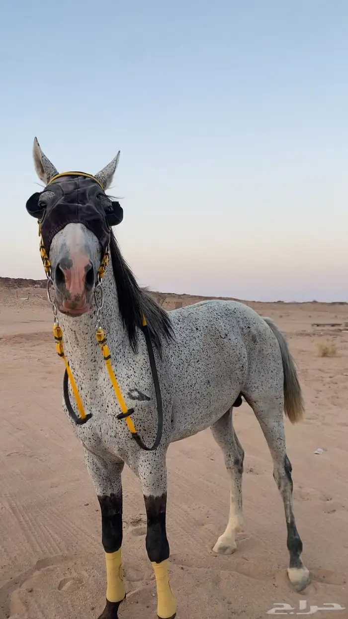 حصان جزيري سبوق 1