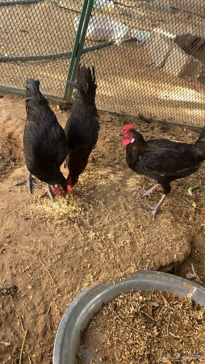 ديوك بلدي للبيع 0