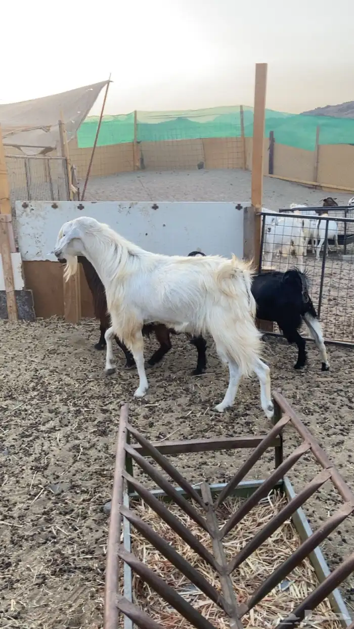 تيس فحل 1