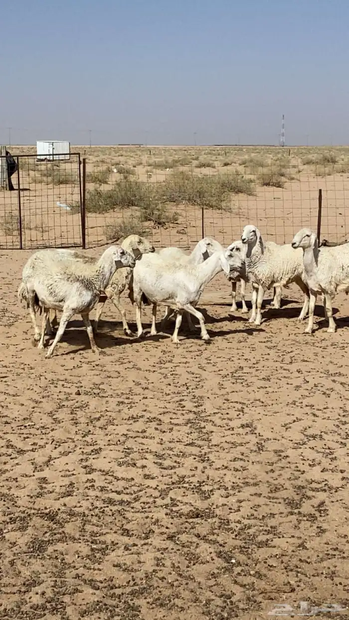 غنم العدد 7 فيها رخل وخروف جذعان و الباقي متفاوته 0