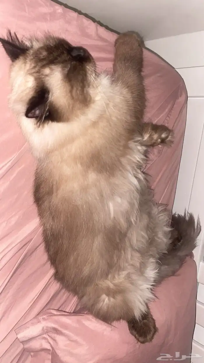 قطط 3