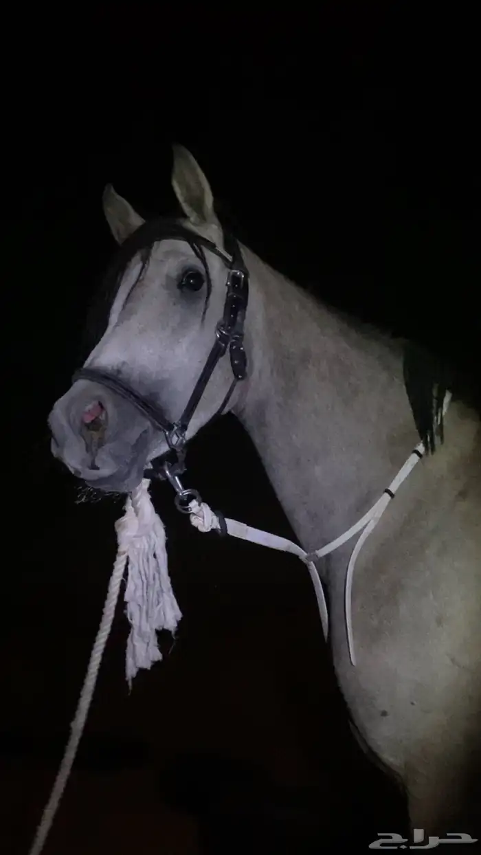 مهره فاخره 1