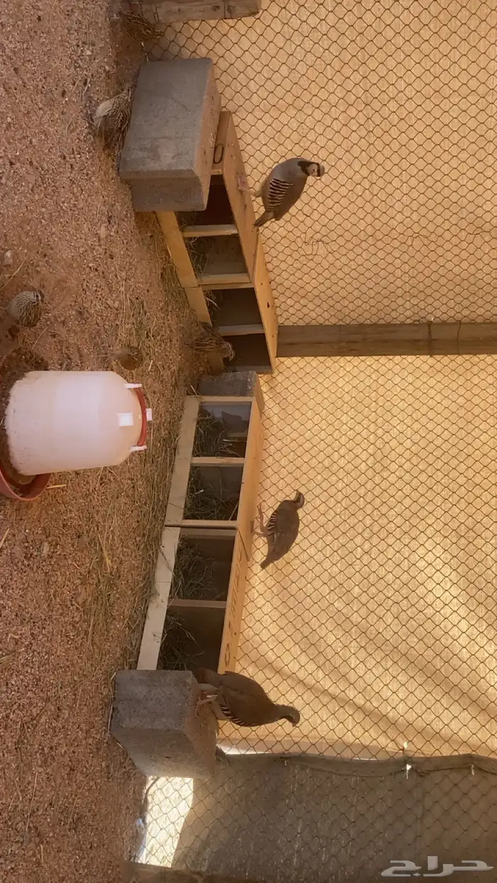 خجل وقطا وسمان 1