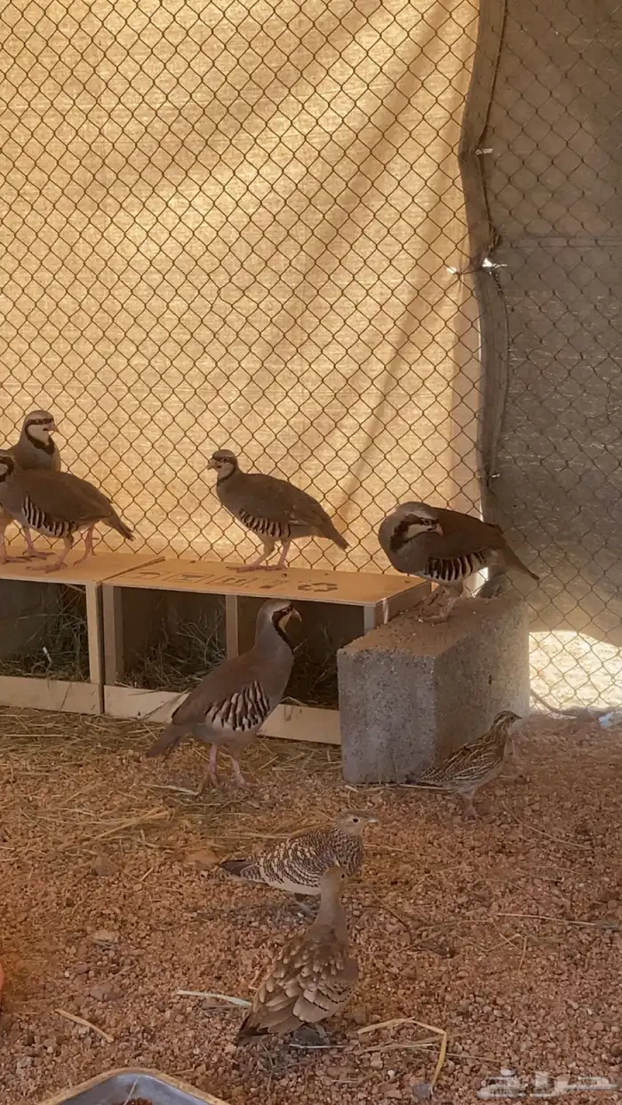 خجل وقطا وسمان 0