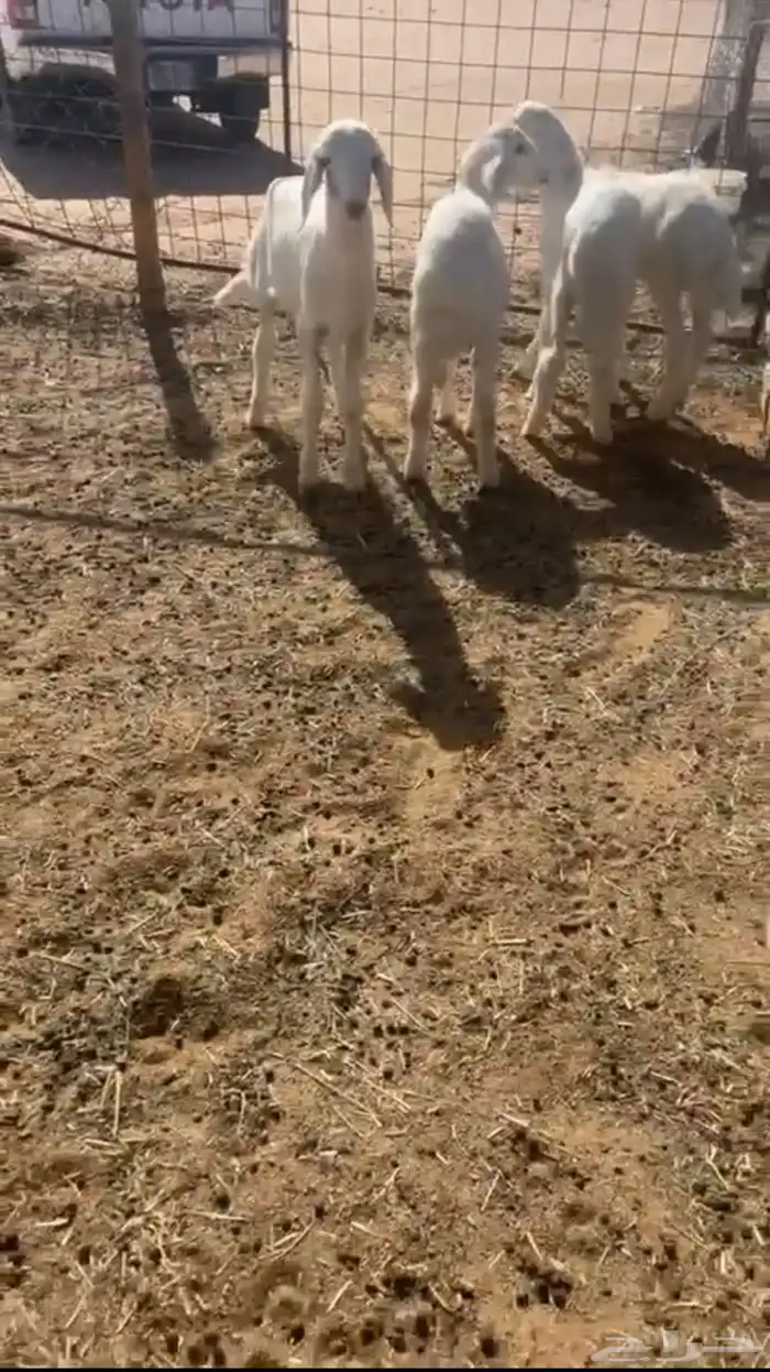 للبيع بهم طليان 0