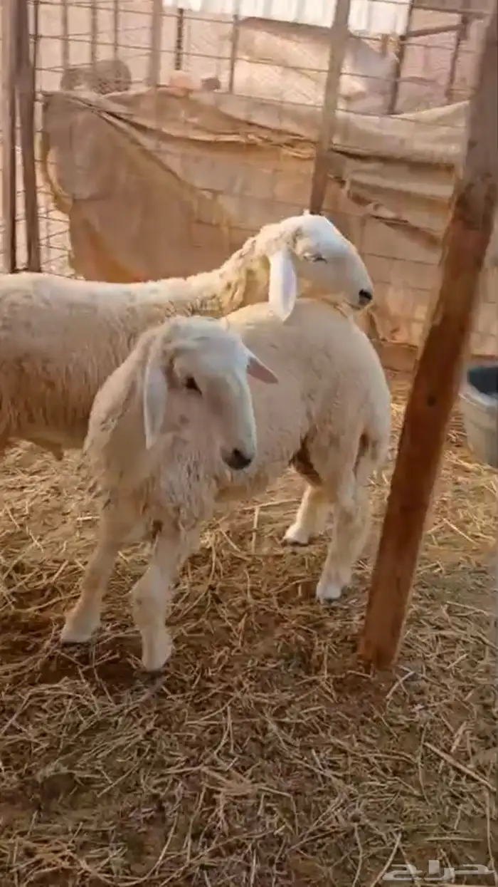 طلي طليان حري حريه ثلاجه مناسبات 0