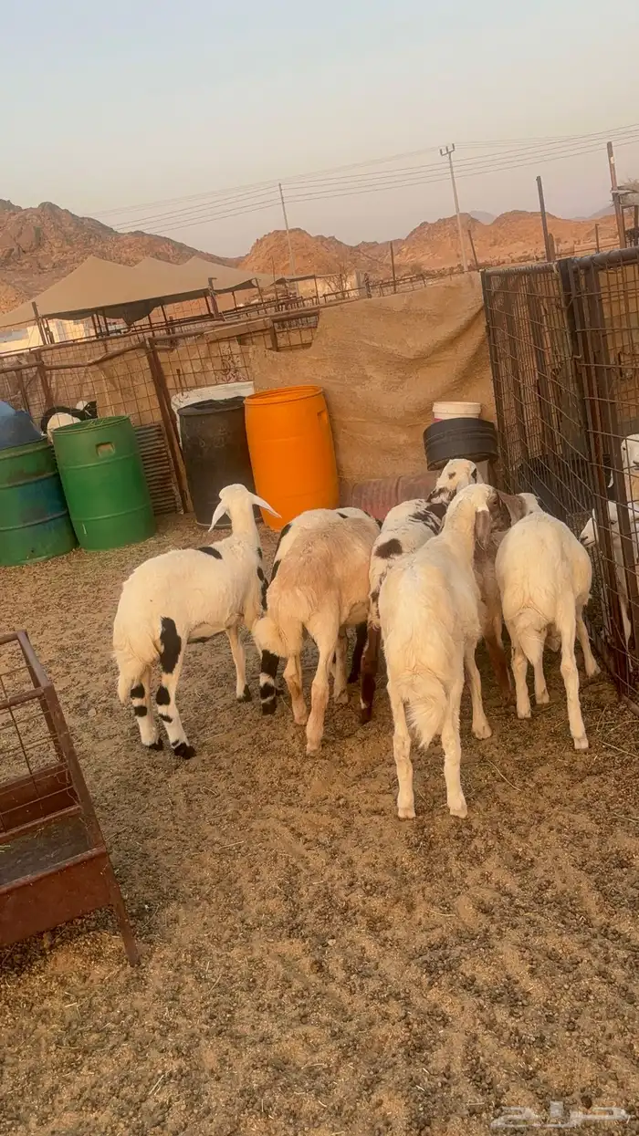 طليان حريه 2