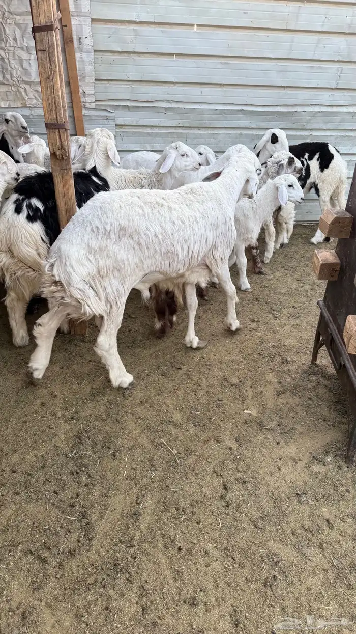 ذبايح حريات ونجدي 0