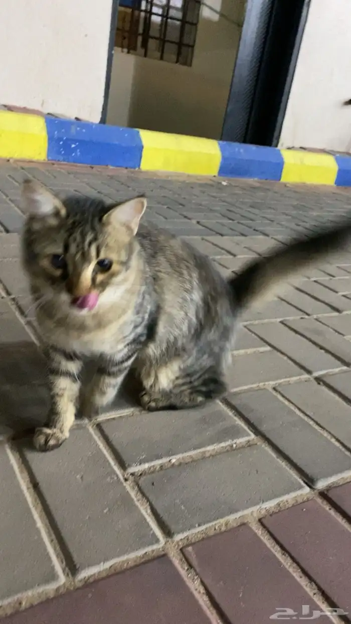 قطة للبيع 2