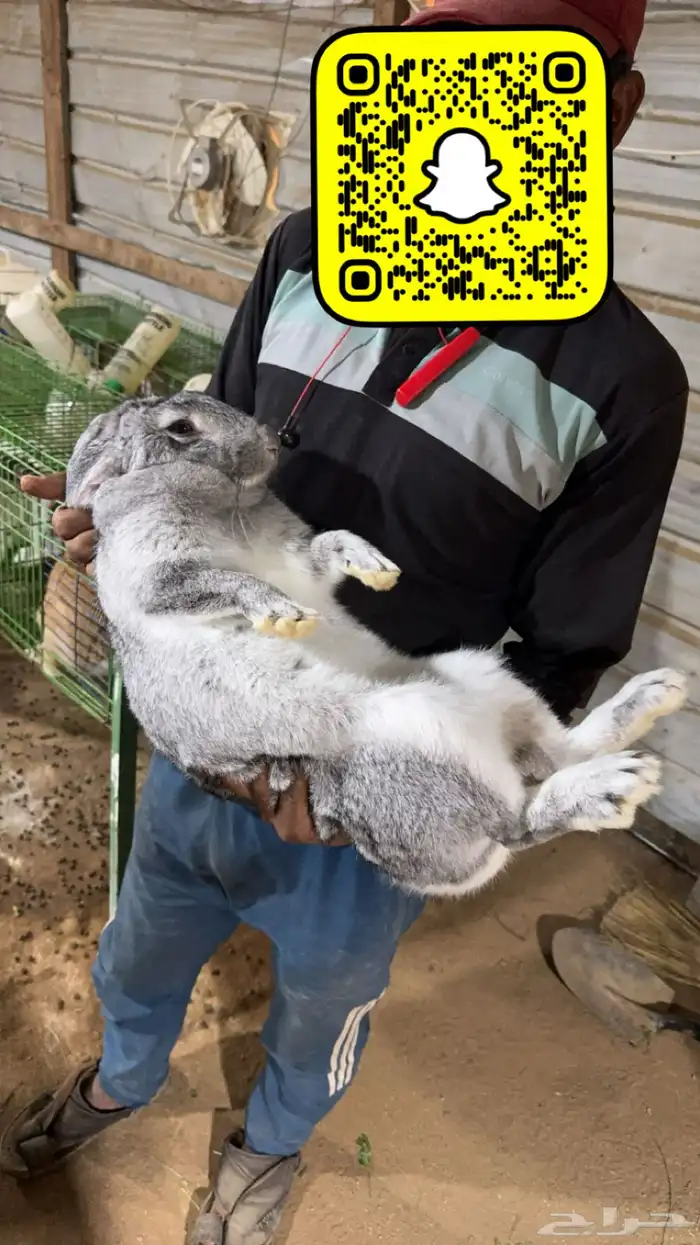 ارانب امهات شنشيلا   بابيون سلالات عملاقة 0