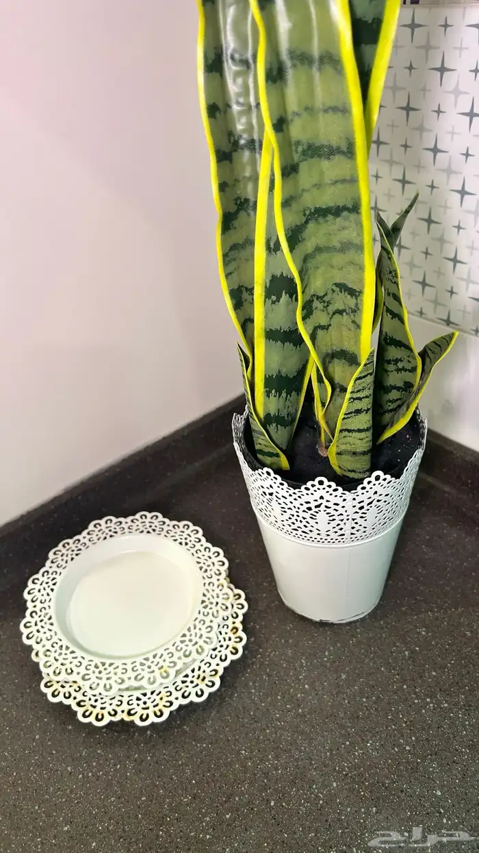 اطباق و اكواب في جديد و في مستعمل تعال ر عطني سعرك 2