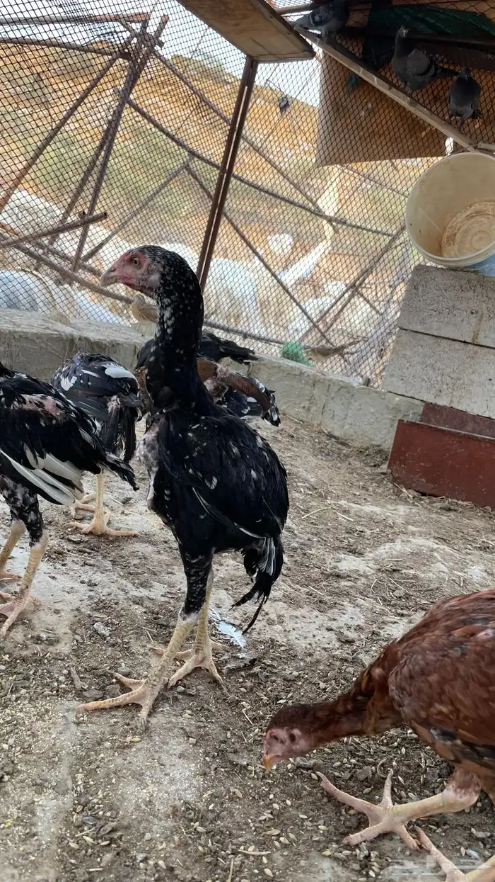 دجاج سندي بيور فاخر 0