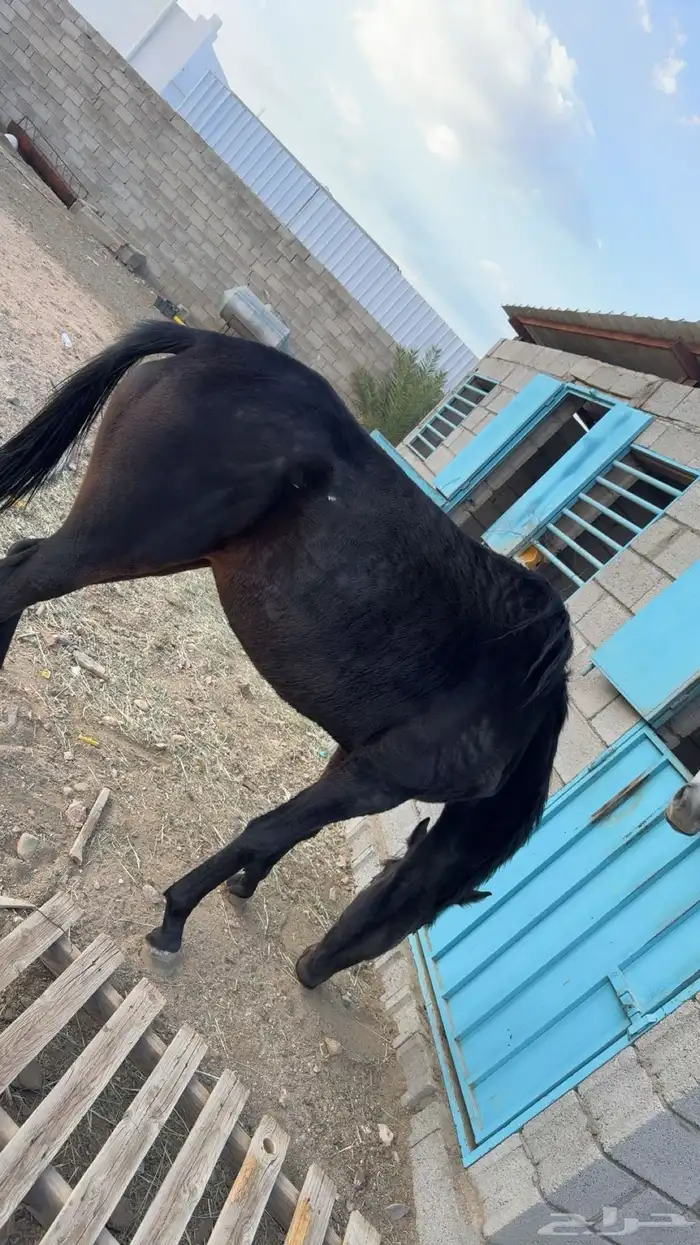 فرس انقليزي لقاح في 3 شهور 3