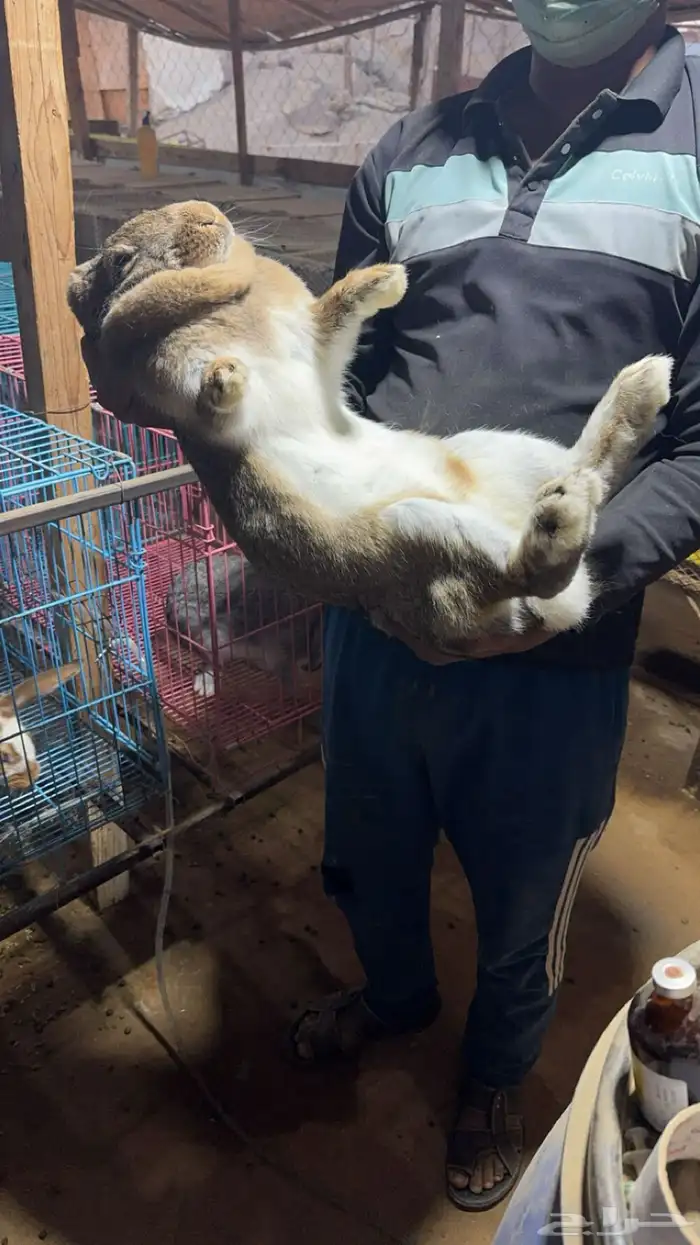 ارانب امهات شنشيلا   بابيون سلالات عملاقة 1