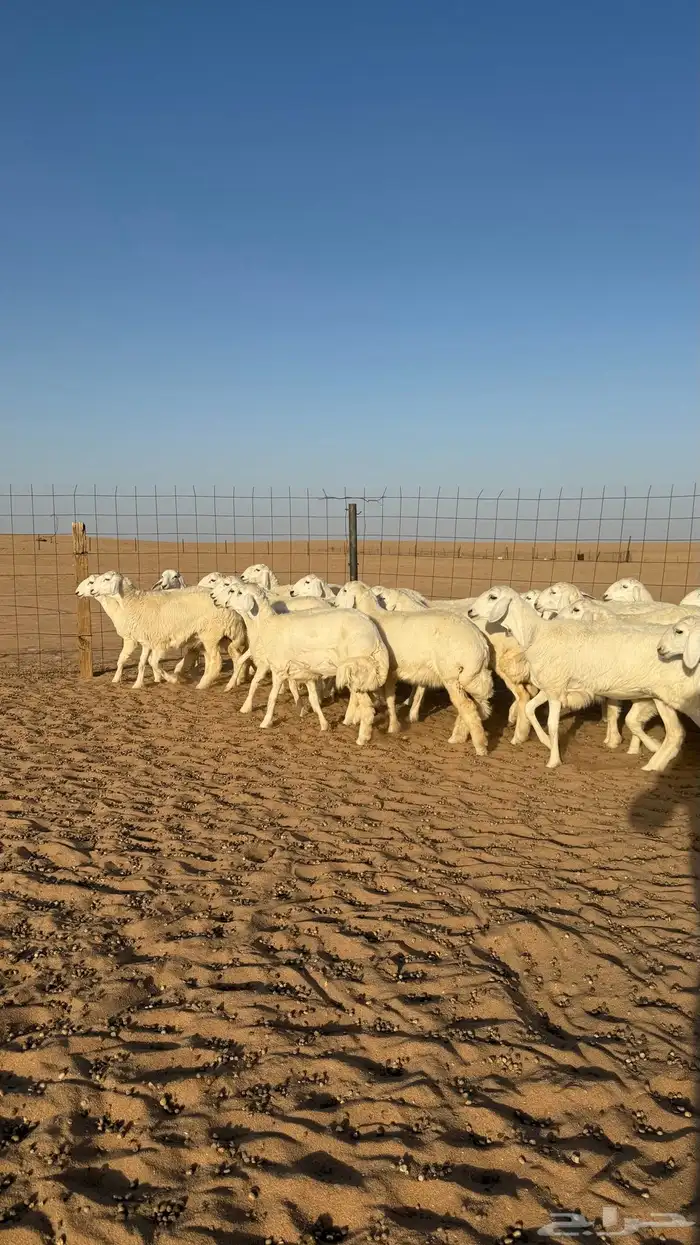 رخال حريات جذعات منوة مدورين الزين صنف 16
