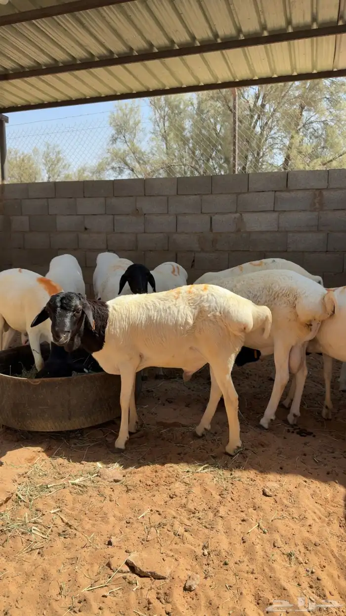 برابر 0