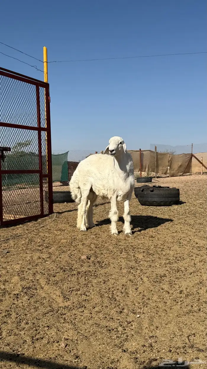 مشروع فحل حري 6