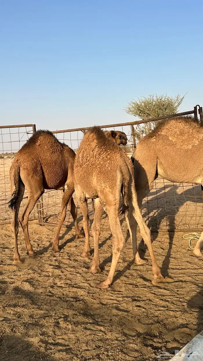 قعدان للبيع 0